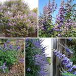 Blue Chaste Vitex Live Plant 4-8 Inches Tall, Chaste Plant, Blue Chastes Vitex Tree, Fragrant Purple Flowering Shrub, Flower Plant for Home Decoration