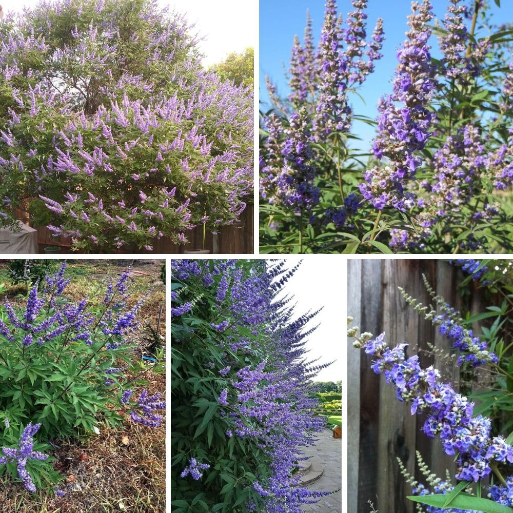 Blue Chaste Vitex Live Plant 4-8 Inches Tall, Chaste Plant, Blue Chastes Vitex Tree, Fragrant Purple Flowering Shrub, Flower Plant for Home Decoration