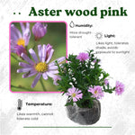 Live Aster Plant for Planting, Vibrant Pink Blooms 4-9 Inch Tall, Hardy and Perennial Aster, Ideal for Container and Outdoor Growing
