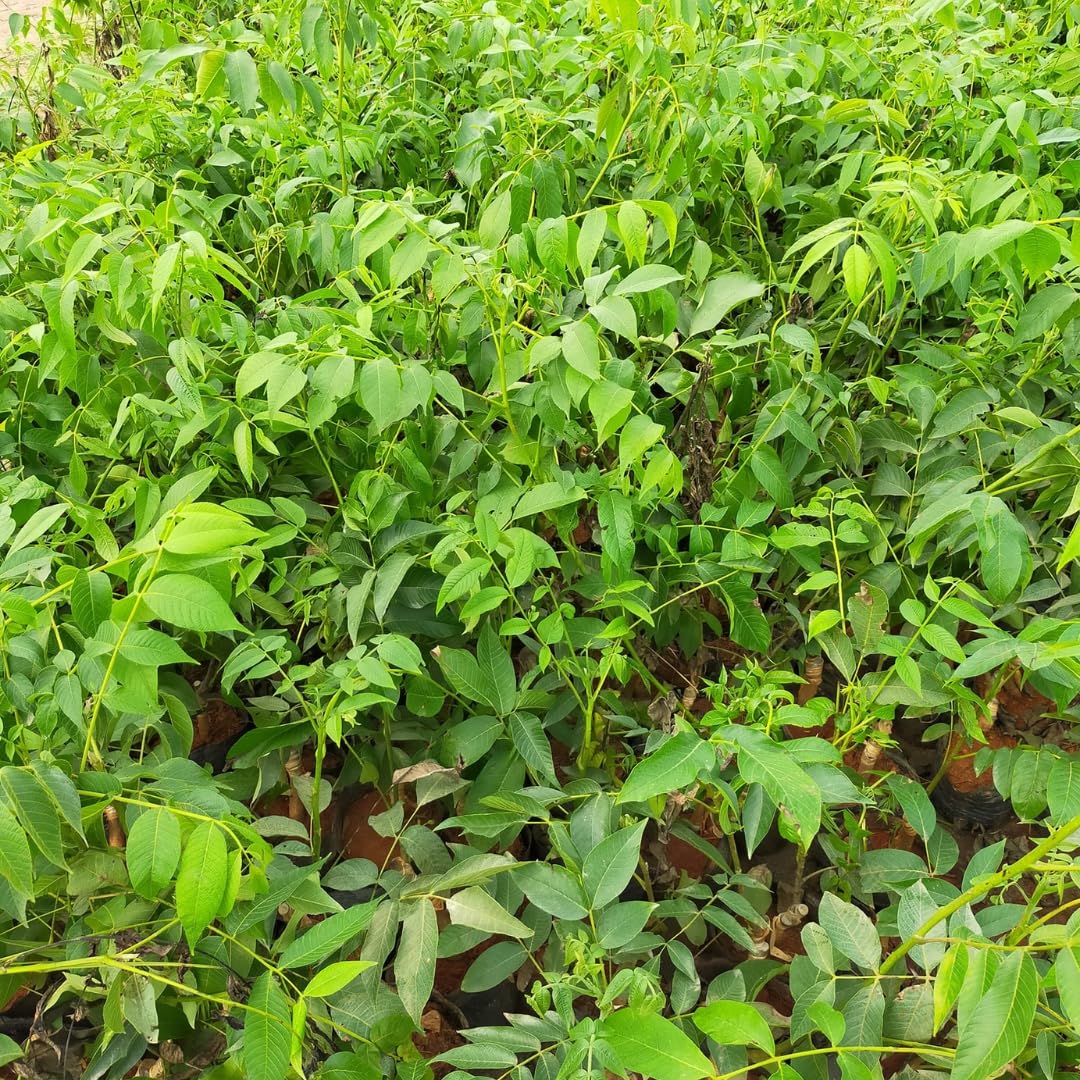 5 Pecan Trees Live Plants Seedlings, 12-18 Inches Tall Bare Roots Trees Live Plants, Dormant Nuts Tree for Spring Planting, Hardy Pecan Nut