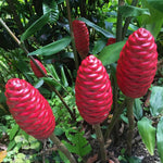 4 Awapuhi Shampoo Ginger Roots for Planting, Zingiber Zerumbet Fresh Ginger Rhizomes, Live Ginger Lily Perennial Garden Simple to Grow