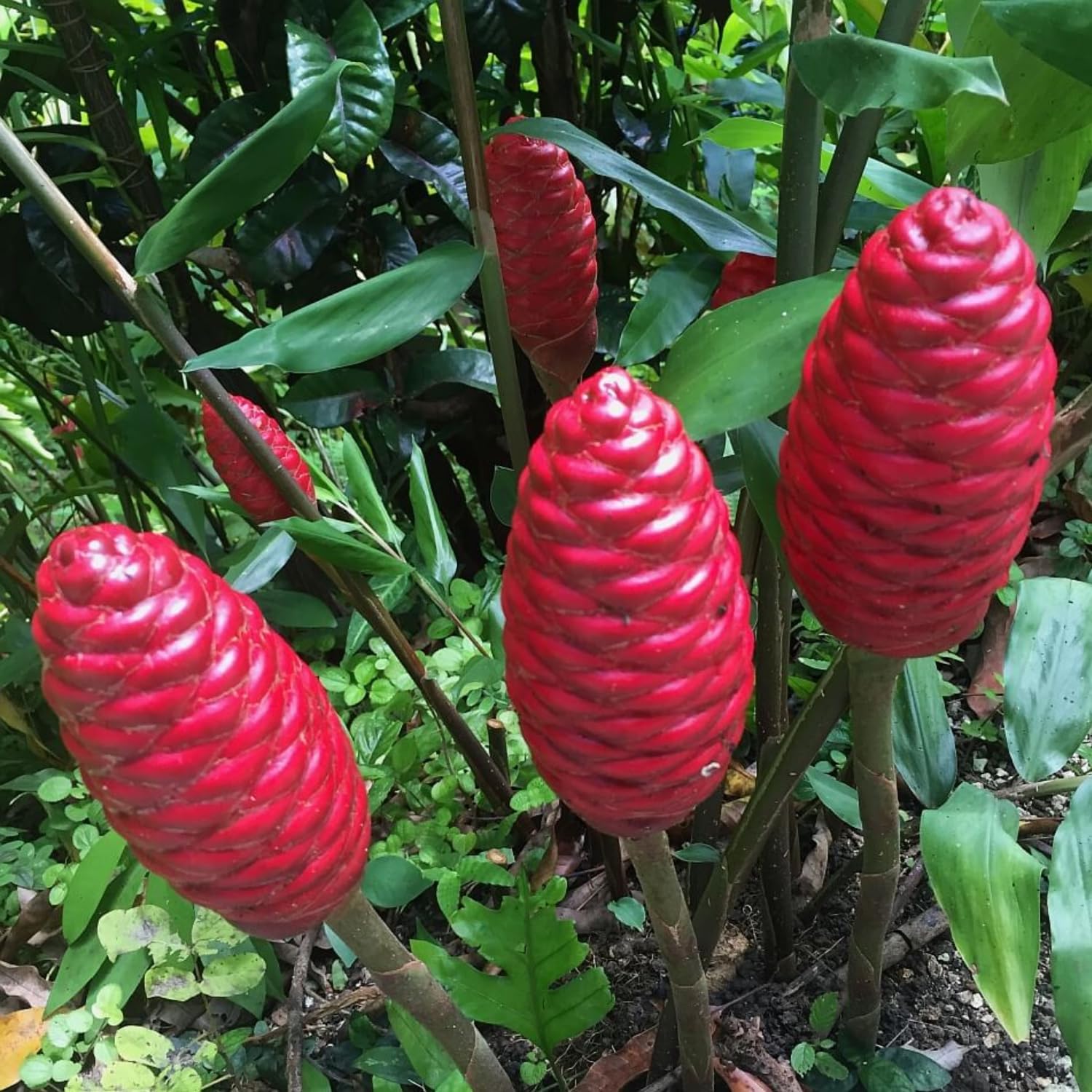 4 Zingiber Zerumbet Shampoo Ginger Roots, Awapuhi Fresh Ginger Rhizomes, Red Ginger Lily Pinecone Ginger to Grow Your Garden