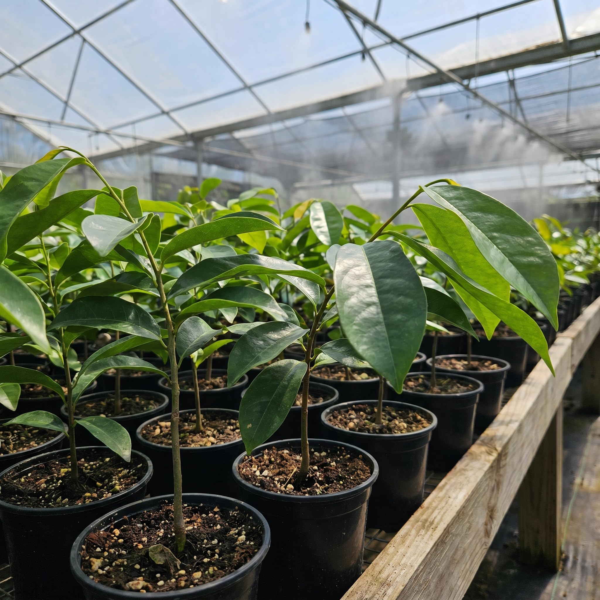 Soursop Tree Live Plant 5-9" Tall, Soursop Guanabana Tropical Fruit Tree for Gardening, Hardy Outdoor Plant