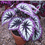 Set 2 Begonia Live Plants, Rare Begonia Plants for Trailing, Ornamental Hanging Basket 5"-9" in Tall (Fire)