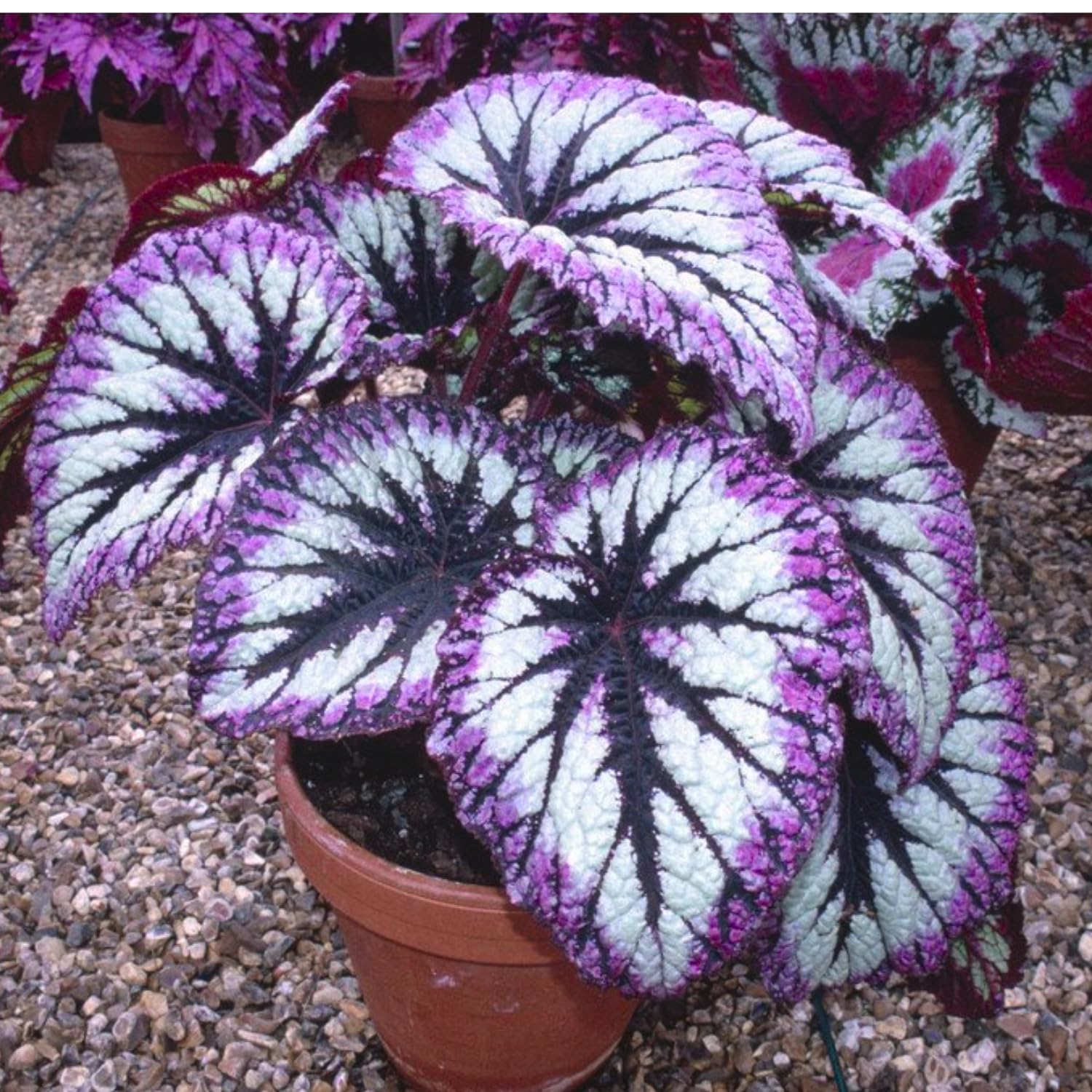 Begonia Plants Live, Rare Begonias Indoor Growing, Hanging Basket, Starter 5 to 9 Inc Tall (Fire)