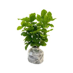 Double Jasmine Sambac Live Plants, 2 Jasmine Plants Live, 5 to 7 Inch Tall, Live Plants Outdoor Indoor