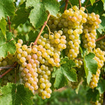 Grape Plant Live 4-7 Inches Tall, Fruit Vine Starter Plant for Garden, Patio Container, Backyard Trellis, Outdoor Growing (Green Grape)