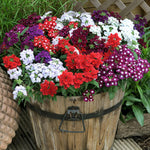 2 Verbena Live Plants, Trailing Verbena Plants for Planting Outdoor, Perennial Ground Cover Flowers 4-7 Inches (Assorted)