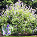 2 Blue Chaste Vitex Trees Live Plants, Texas Lilac Tree Well-Rooted 5–9 Inch in Tall, No Pot, Fragrant Purple Blue Spring Blooms