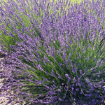 2 Lavender Plants Live Indoors, 4-8" Tall, Lavandula Perennial Flower Plants for Planting Outdoors Home Garden (Phenomenal Lavender)