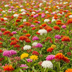 4 Milkweed Plants Live, Random Butterfly Milkweed Asclepias Tuberosa Perennial Wildflowers Swamp Common Bush, 5-9" in Tall, No Pot