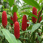 Shampoo Ginger Live Plant, Tropical Zingiber Plant Zingiber Zerumbet, Pinecone Ginger Lily for Indoor and Outdoor Gardens, 4-6 Inch Tall