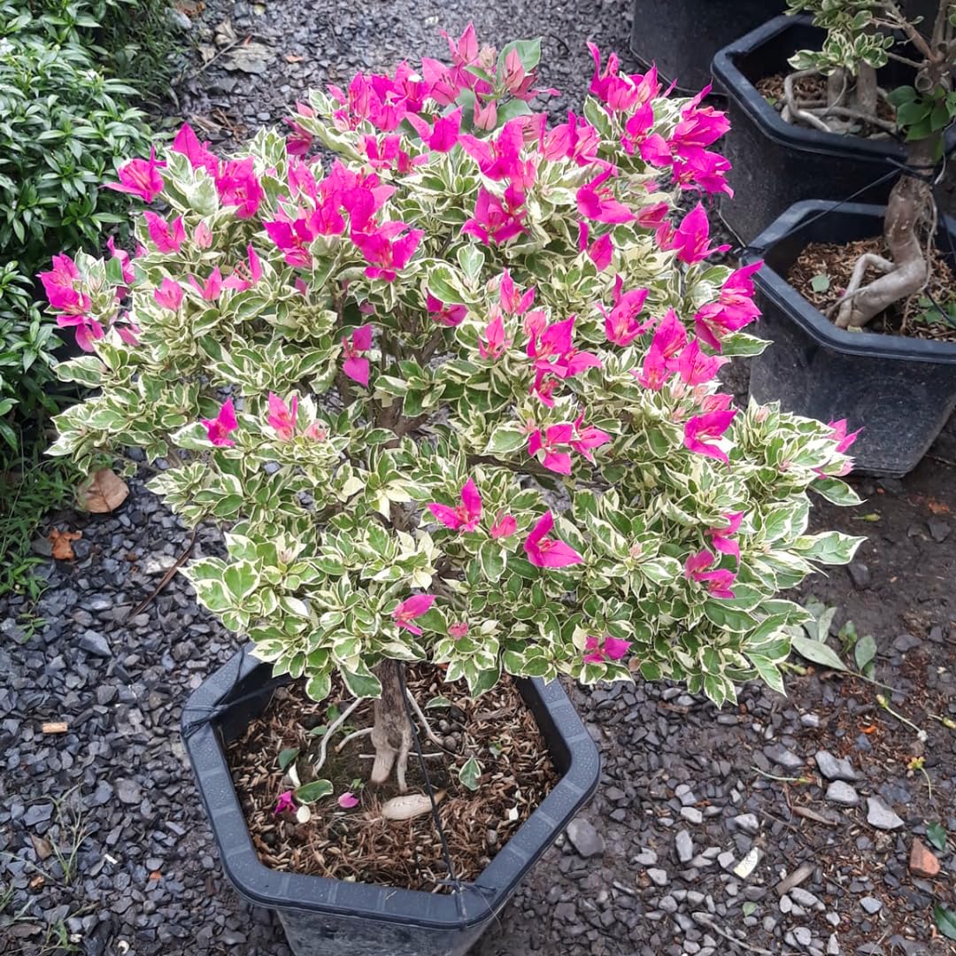 Combo 2 Bougainvillea Plants Live Trees, Outdoor Bougainvillea Plant for Trailing Flowering Vines or Bush Tree, 5-10” Tall, Well-Rooted Bougainvillea Blueberry Ice