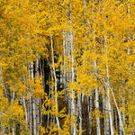 Quaking Aspen Tree Live Plant, Aspen Plant Seedling, 18 to 24 Inc Tall Tropical Plants for Gardening Outdoor