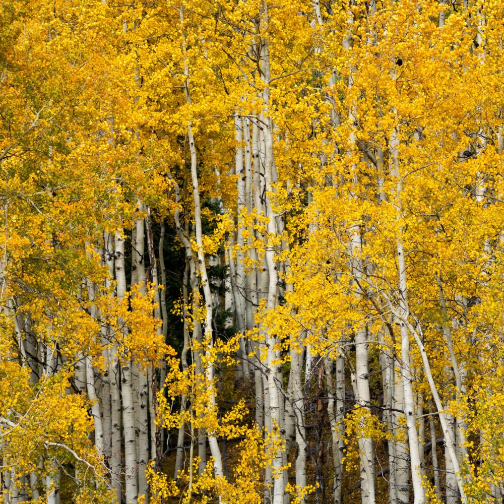 Quaking Aspen Tree Live Plant, Aspen Plant Seedling, 18 to 24 Inc Tall Tropical Plants for Gardening Outdoor