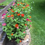 Mix Zinnia Plant Live Outdoor, 4 to 6 Inc Tall, Zinnia Flower Plant Potted Planting