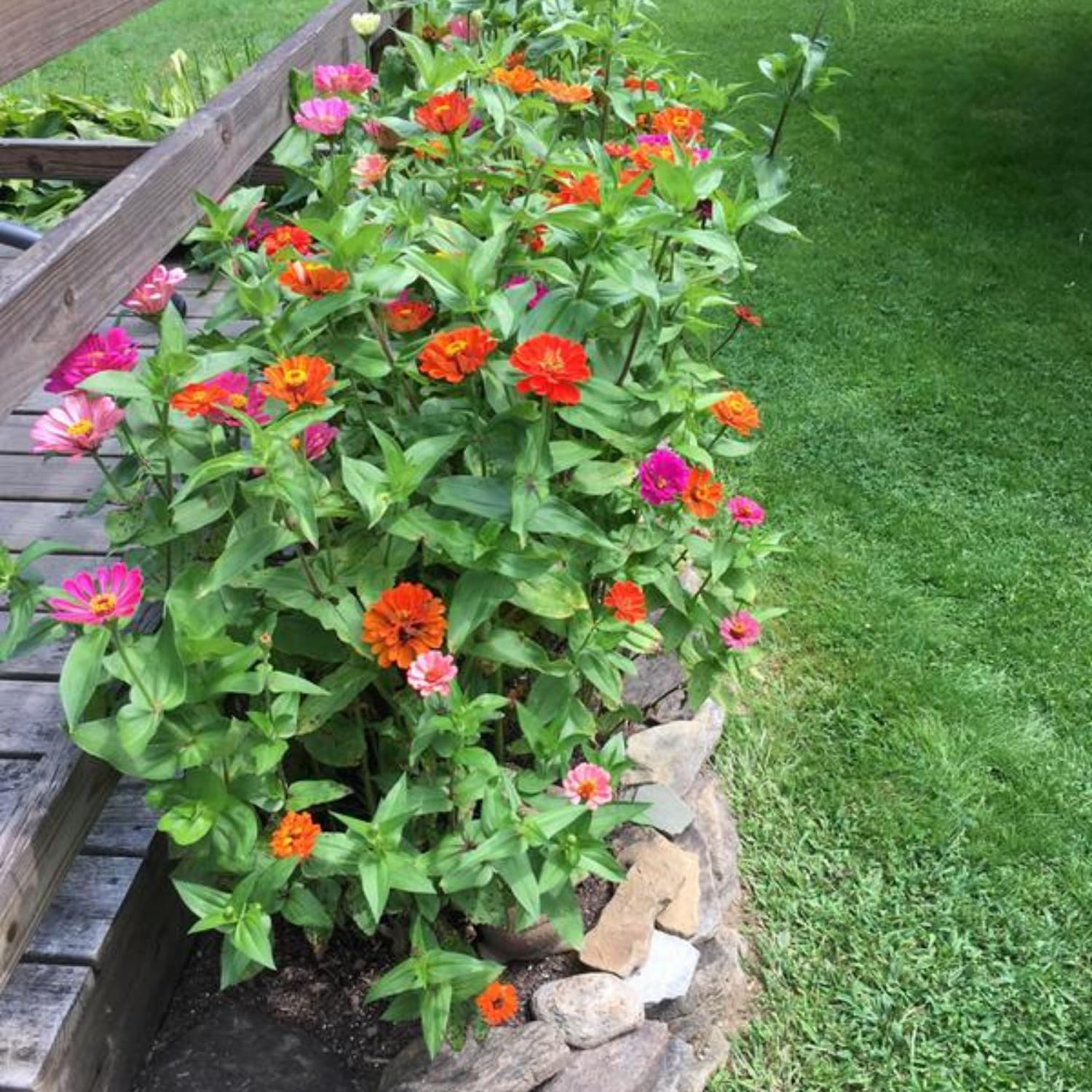 Mix Zinnia Plant Live Outdoor, 4 to 6 Inc Tall, Zinnia Flower Plant Potted Planting