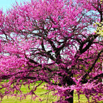 10 Bare Roots Eastern Redbud Trees Live Plants, 1-2 Ft Dormant, Pink Flowering Ornamental Plants, Cold Hardy