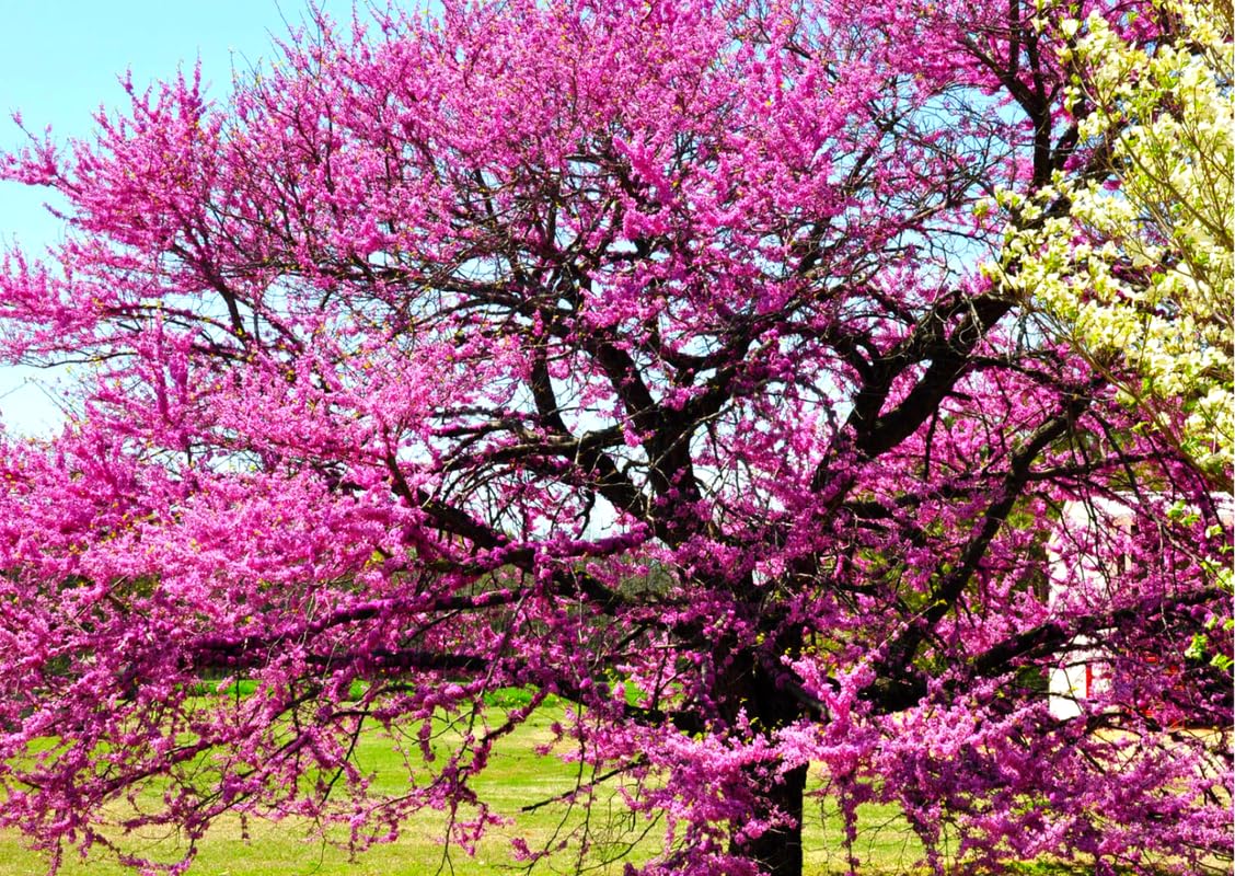 10 Bare Roots Eastern Redbud Trees Live Plants, 1-2 Ft Dormant, Pink Flowering Ornamental Plants, Cold Hardy