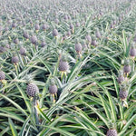 2 Pineapple Plants Live 4 to 7 Inch Tall, Sweet Pineapple Trees Live Plants, Cold Hardy Pineapple Fruit Trees (White Jade Pineapple)