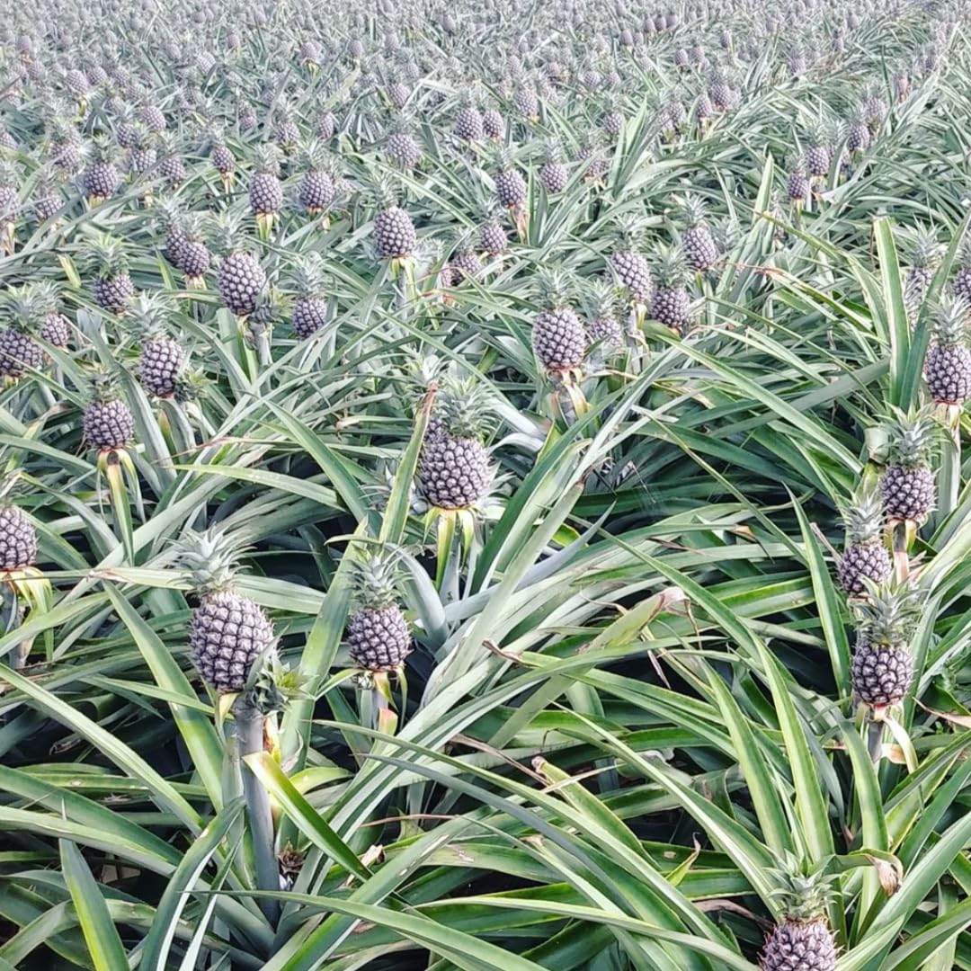 2 Pineapple Plants Live 4 to 7 Inch Tall, Sweet Pineapple Trees Live Plants, Cold Hardy Pineapple Fruit Trees (White Jade Pineapple)