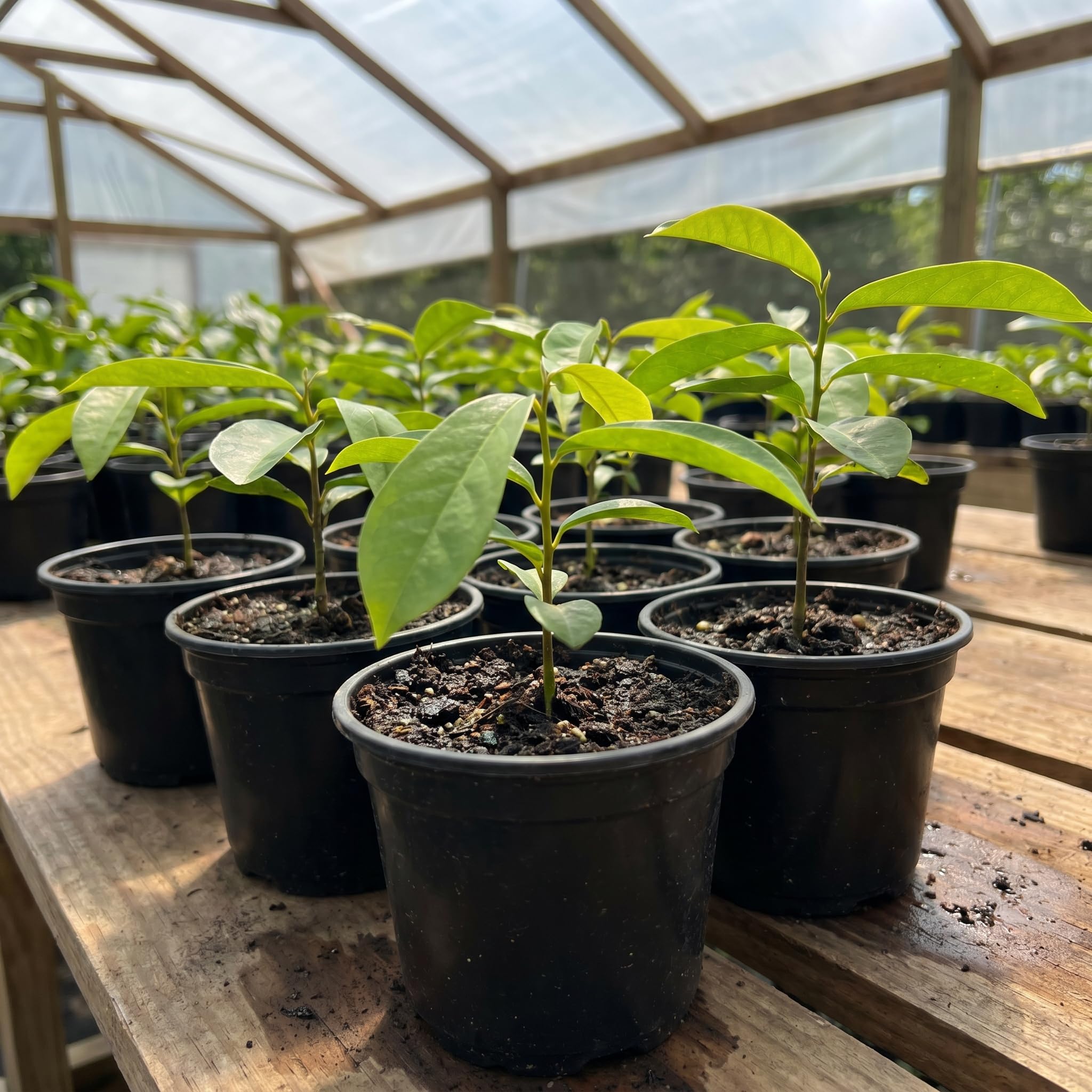 Soursop Tree 5-9'' Tall for Planting, Annona Muricata Seedlings, Hardy Live Tropical Fruit Tree for Patio, Container and Backyard Gardens