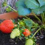 Set 4 Red Strawberry Plants Live, 3 to 5 Inc Tall, Hardy Strawberry Roots, Sweet Fruit Live Plants Indoor Outdoor Garden