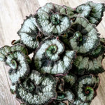 Set 2 Begonia Live Plants, Rare Begonia Plants for Trailing, Ornamental Hanging Basket 5"-9" in Tall (Rare Silver-Green)