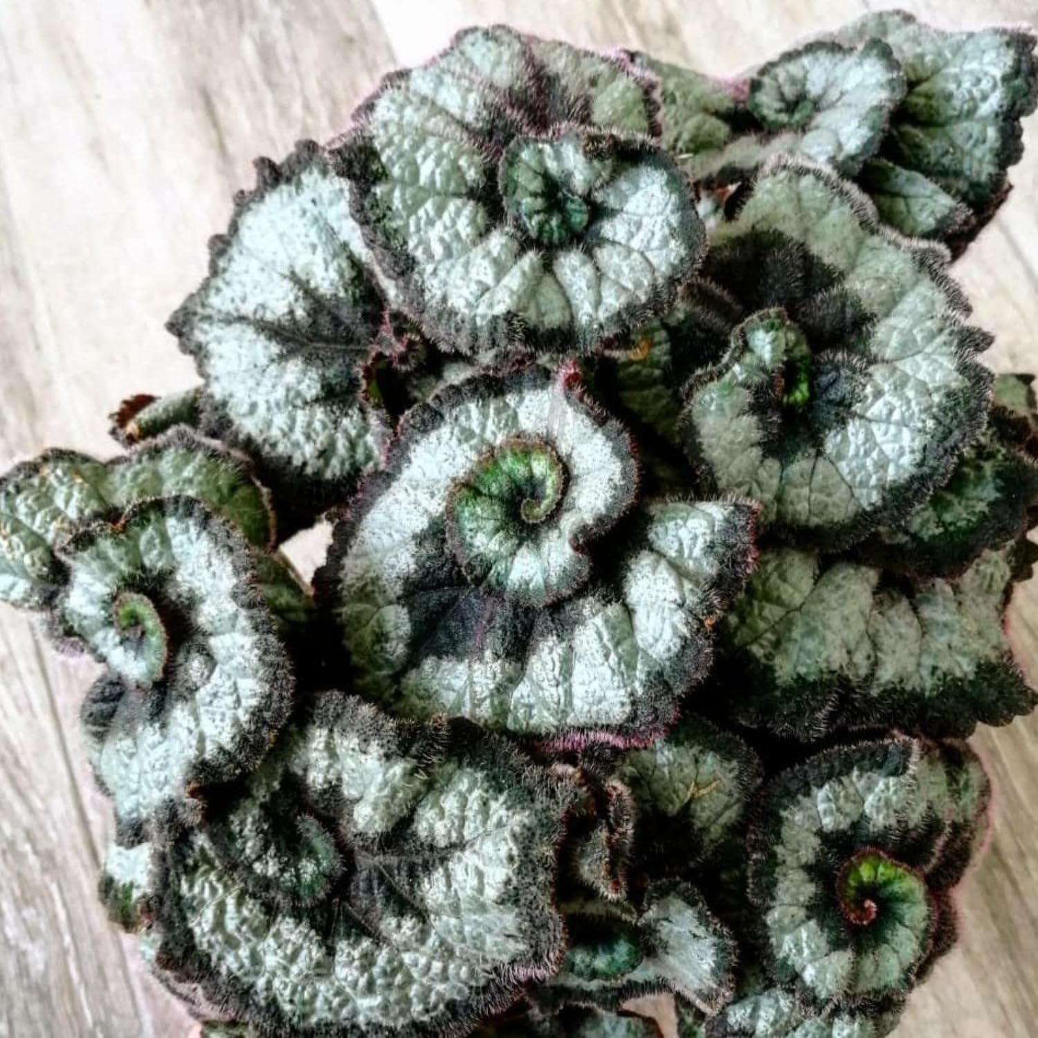 Set 2 Begonia Live Plants, Rare Begonia Plants for Trailing, Ornamental Hanging Basket 5"-9" in Tall (Rare Silver-Green)
