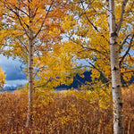 Quaking Aspen Tree Live Plant, Aspen Seedling, 18 to 24 Inc Tall Shrub Plant