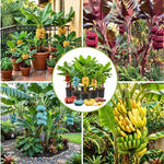 Random Banana Tree Live Plant, Edible Fruit, 4-6" Tall