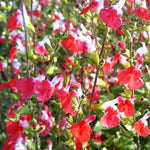 Hot Lips Salvia Plants Live, Fragrant Perennial Salvia Sage Live Plants, in 4" Pot (2 Starter Plants Per Pot)