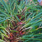 10 Egyptian Walking Onions Plants Live for Planting Outdoors Indoors, Onion Bulbs Plant Live, Size Plant 3 to 5''