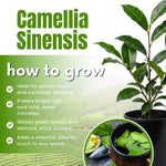 Camellia Sinensis Plant Live, Camellia Plant, Green Tea Tree Plants, Vibrant Flower Shrub, Well-Rooted for Garden Planting (6 Inches)