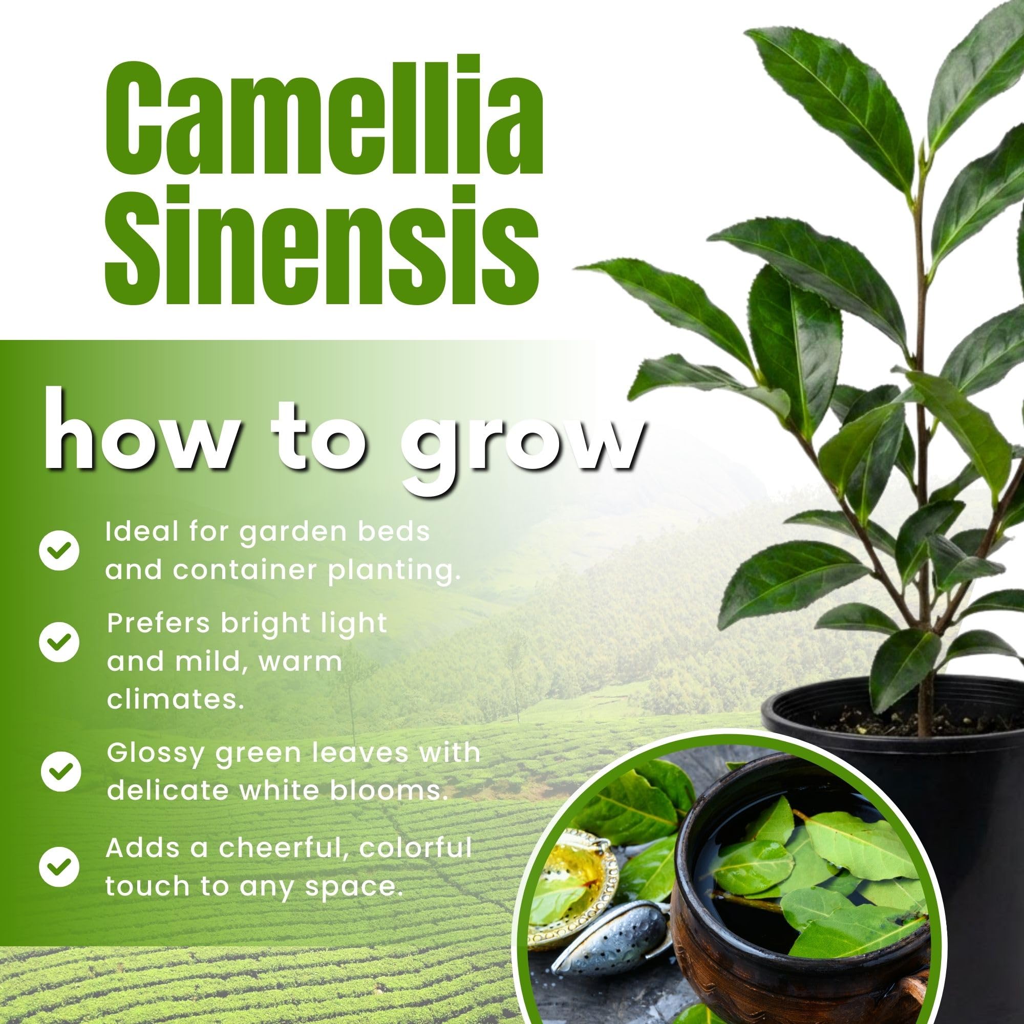 Camellia Sinensis Plant Live, Camellia Plant, Green Tea Tree Plants, Vibrant Flower Shrub, Well-Rooted for Garden Planting (6 Inches)
