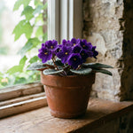 African Violet Plant Live in 4 Inch Pot, Indoor Flowering Houseplant, Compact Blooming Plant for Home or Office (Purple Blooms)