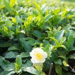 Camellia Sinensis Plant Live, Camellia Plant, Green Tea Tree Plants, Vibrant Flower Shrub, Well-Rooted for Garden Planting (6 Inches)
