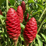 Shampoo Ginger Live Plant, Tropical Zingiber Plant Zingiber Zerumbet, Pinecone Ginger Lily for Indoor and Outdoor Gardens, 4-6 Inch Tall