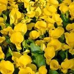 Pack 3 Yellow Calla Lily Bulbs - Calla Lily Flowering Bulbs for Garden and Containers, Easy to Grow Summer Blooms