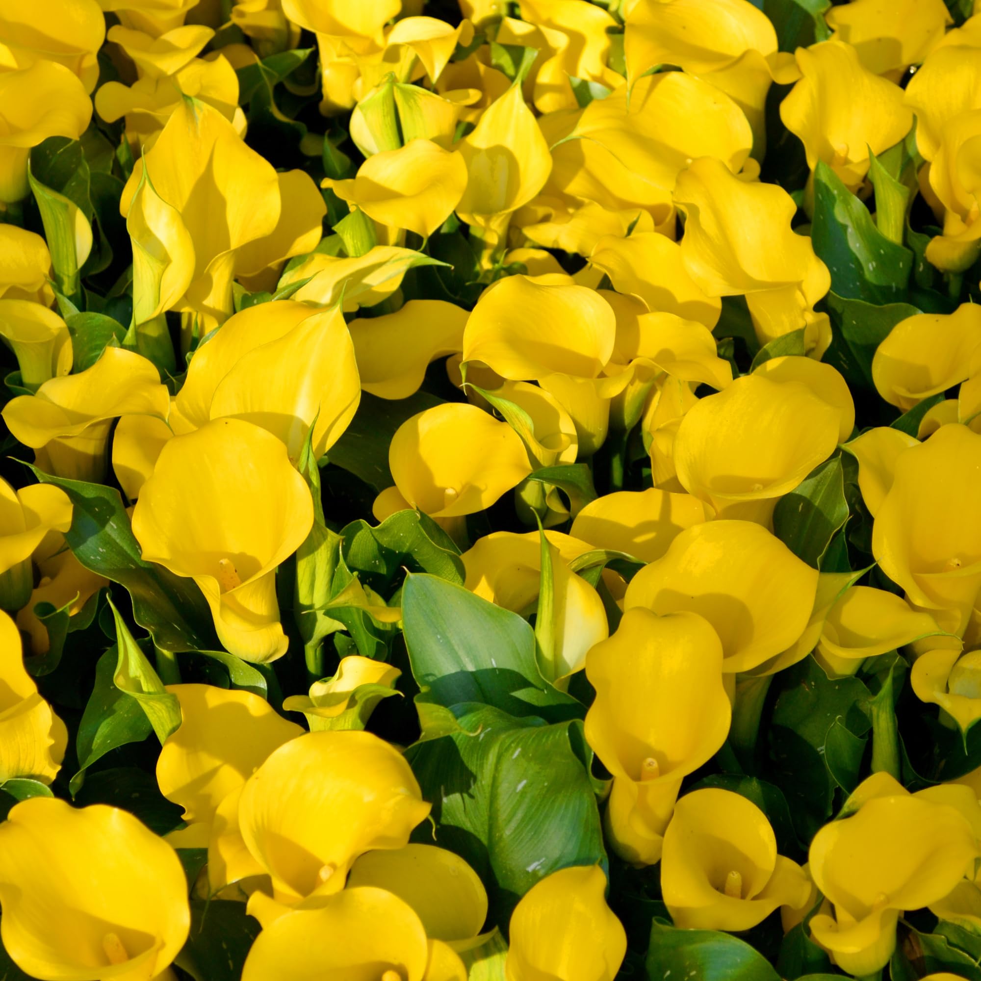 Pack 3 Yellow Calla Lily Bulbs - Calla Lily Flowering Bulbs for Garden and Containers, Easy to Grow Summer Blooms