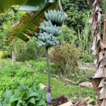 Ice Cream Banana Plants Live for Planting, Banana Trees Live Plants from 4 to 6 Inc Tall
