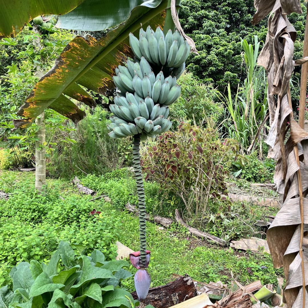 Ice Cream Banana Plants Live for Planting, Banana Trees Live Plants from 4 to 6 Inc Tall