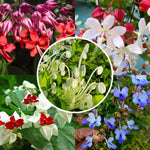 2 Clerodendrum Live Plants, Clerodendrum Wallichi Mix Blooms, 5-9 Inc Tall