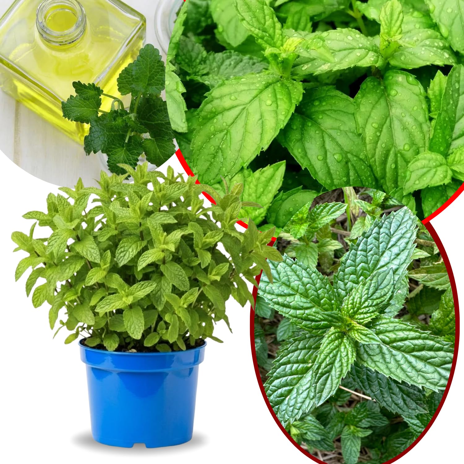 Big Clumps Peppermint Plants Live in Pot, Well-Rooted Herb for Home Gardens, Heirloom Mint Indoor Outdoor, Fresh Mints