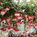 Fuchsia Plant Pot, 5 Inc Tall, 2 White Red Fuchsia Flower Plants Live, Hardy Perennial Flower Plant