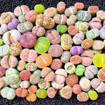 Pack 30 Lithops Succulents Plants Live, Multicolor Lithops Live Plants Indoor Outdoor, Lithops Houseplant for Decoration Home Garden