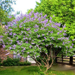 Live Blue Chaste Vitex Plant 5-8 Inch Tall, Blue Chaste Flower Tree, Chastes Tree, Fragrant Purple Flowering Shrub for Planting Indoor Outdoor