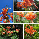 3 Large Tiger Lily Bulbs, 4-6 Inch, Orange Tiger Lilies Bulbs, Flowering Bulb for Outdoor Garden Beds and Containers