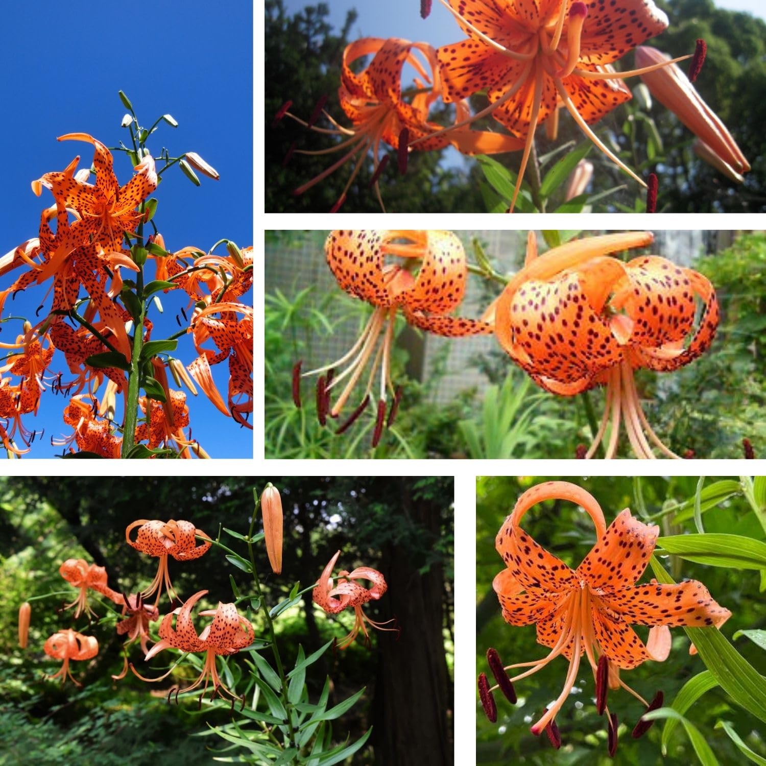 3 Large Tiger Lily Bulbs, 4-6 Inch, Orange Tiger Lilies Bulbs, Flowering Bulb for Outdoor Garden Beds and Containers