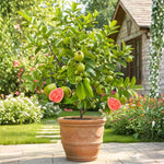 Pink Guava Tree Live Plant, 6-10 Inches Guava Fruit Tree Well Rooted, Tropical Fruit Trees for Containers and Garden Growing